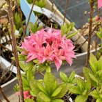 Azalka veľkokvetá (Azalea Mollis) ´HOMEBUSH´ - výška 40-60 cm, kont. C1L
